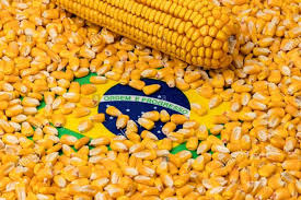 Brazilian Yellow Corn – Animal Feed Grade (GMO)