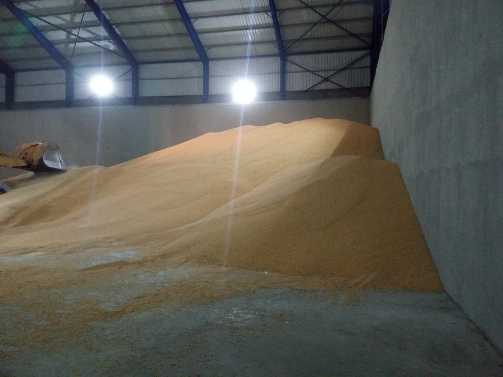 Brazilian Yellow Corn – Animal Feed Grade (GMO)