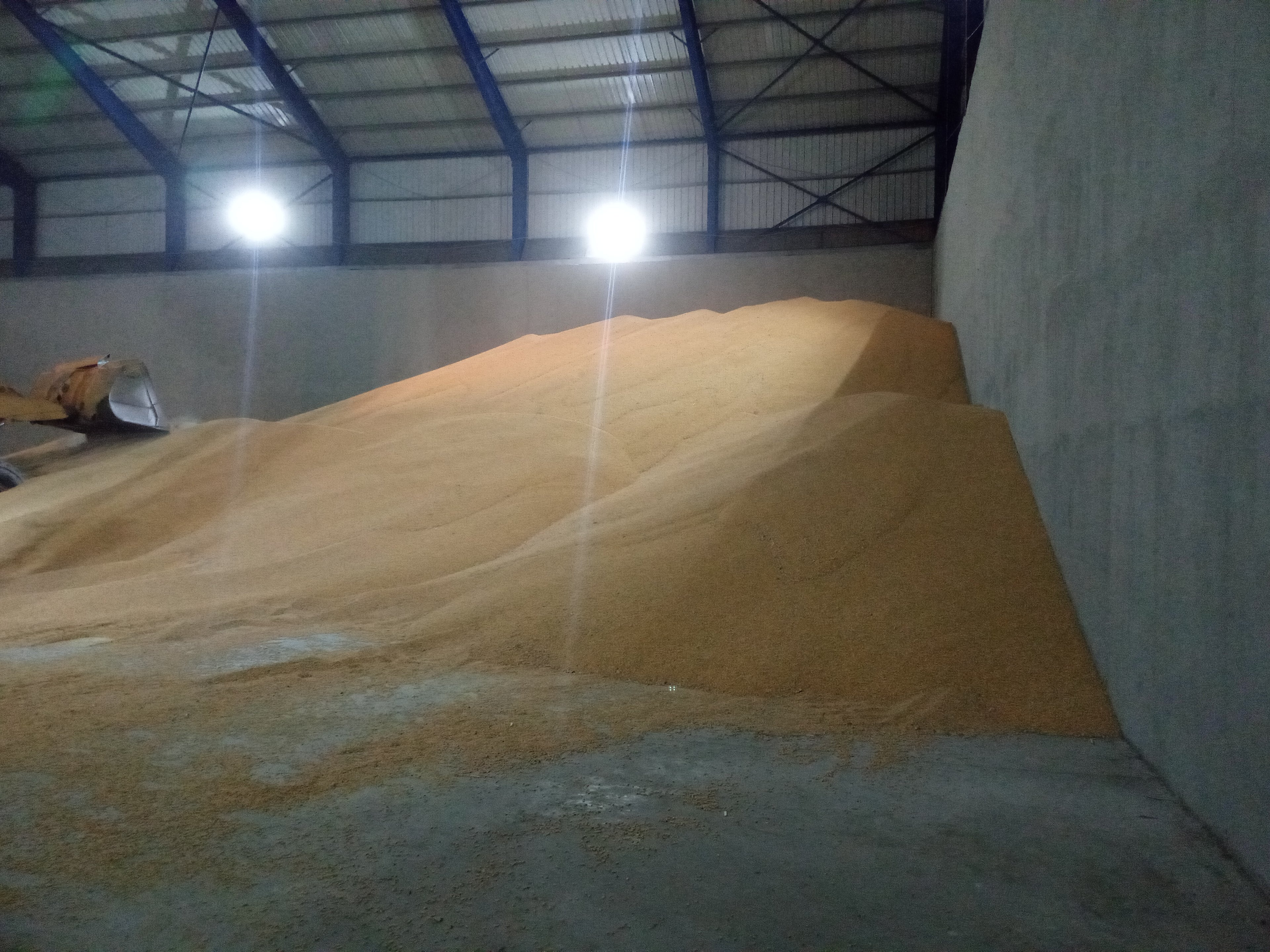 Brazilian Yellow Corn – Animal Feed Grade (GMO)