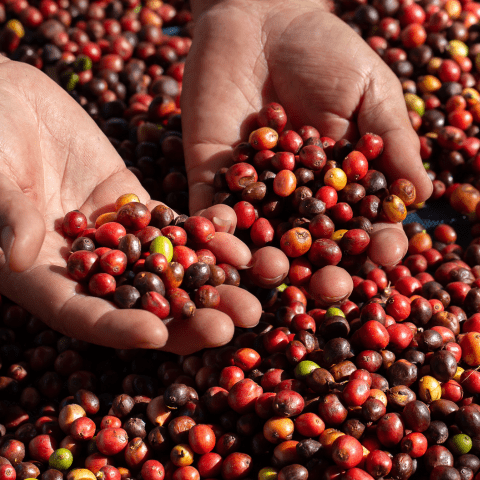 Brazilian Coffee Beans Specifications