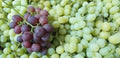 Egyption Grapes