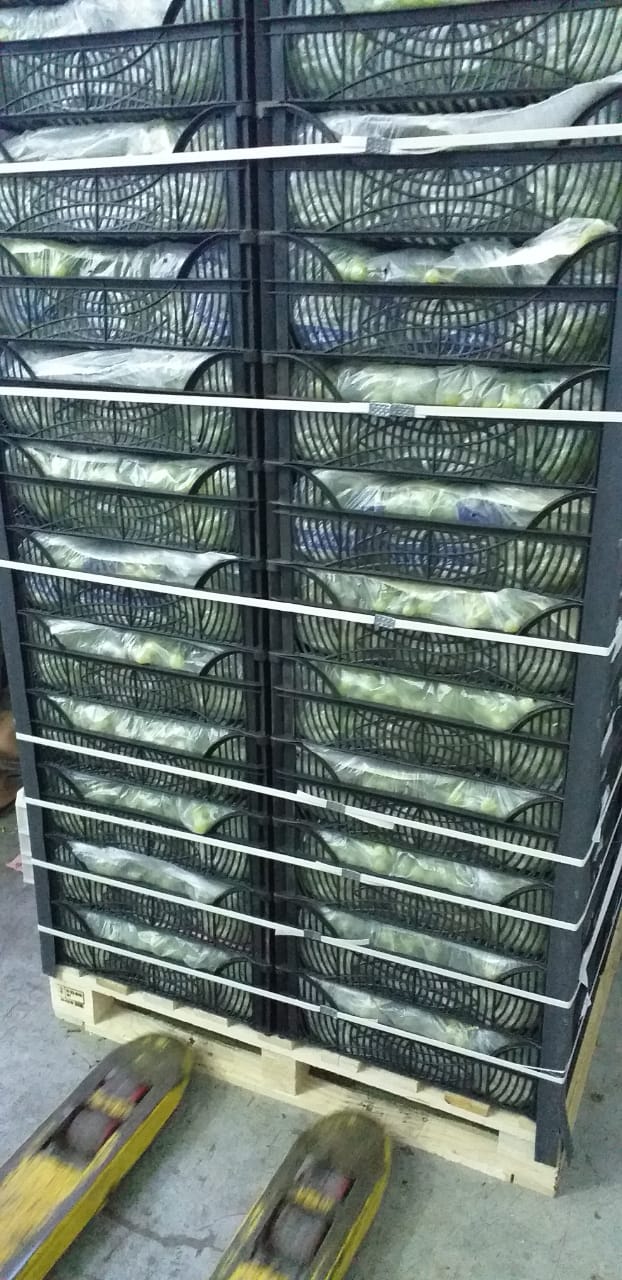 Egyption Grapes