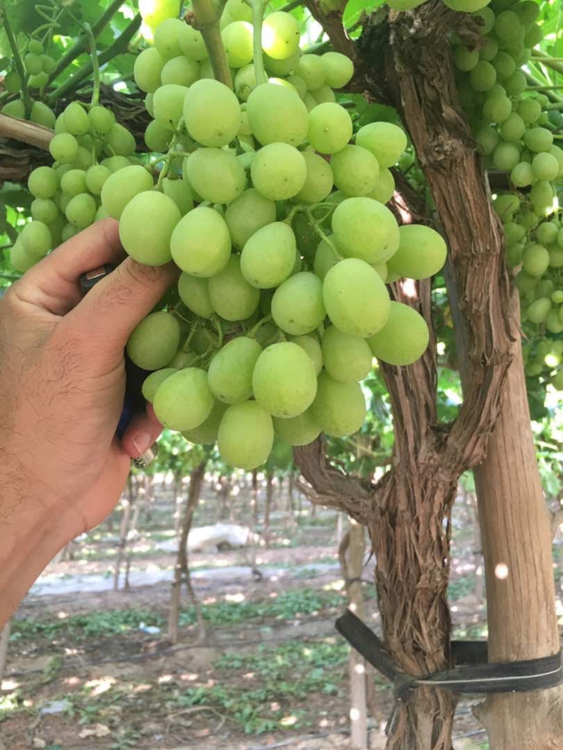 Egyption Grapes