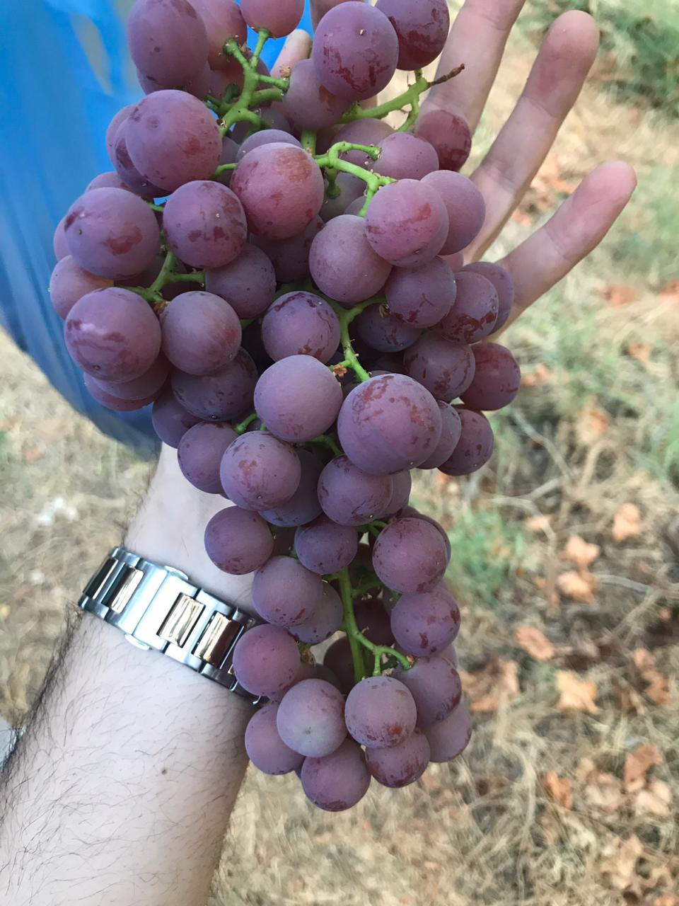 Egyption Grapes