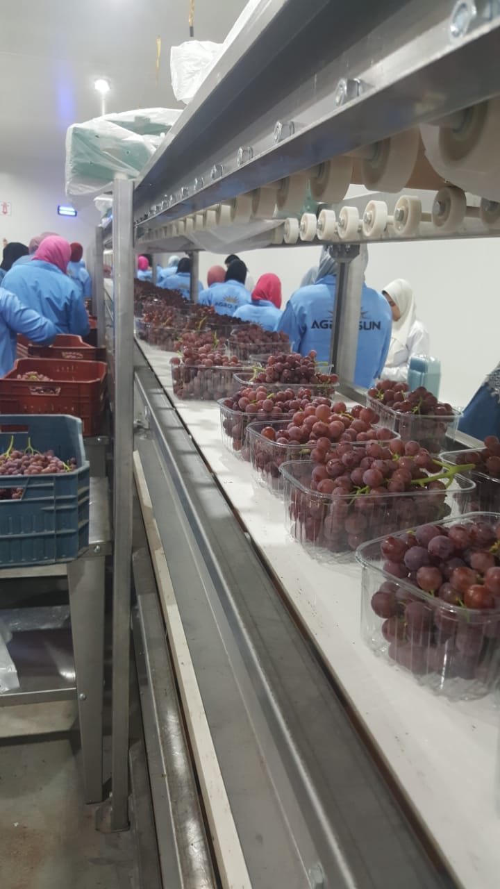 Egyption Grapes