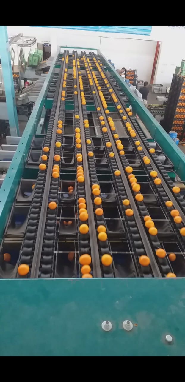 Egyptian Oranges