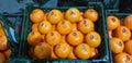 Egyptian Mandarin (Murcott Variety)