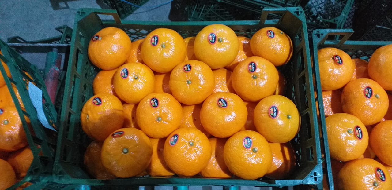 Egyptian Mandarin (Murcott Variety)