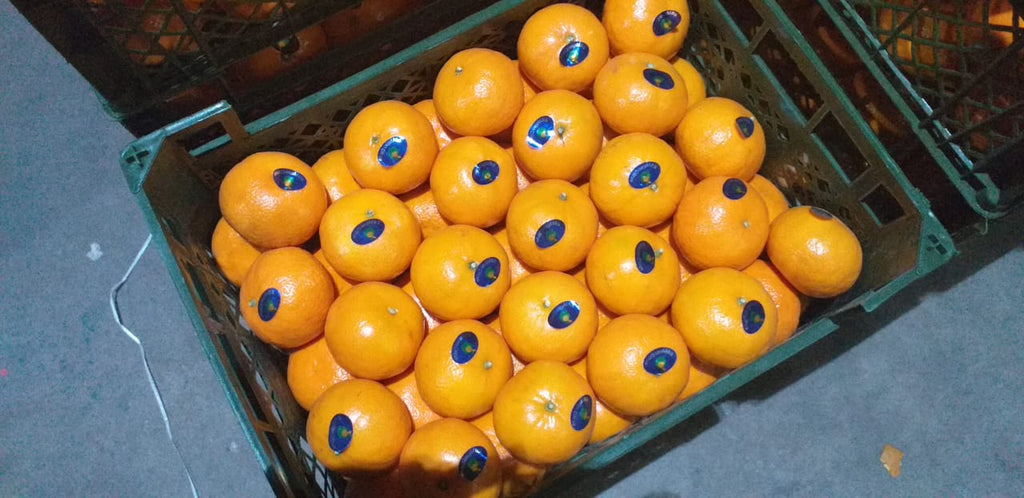 Egyptian Mandarin (Murcott Variety)