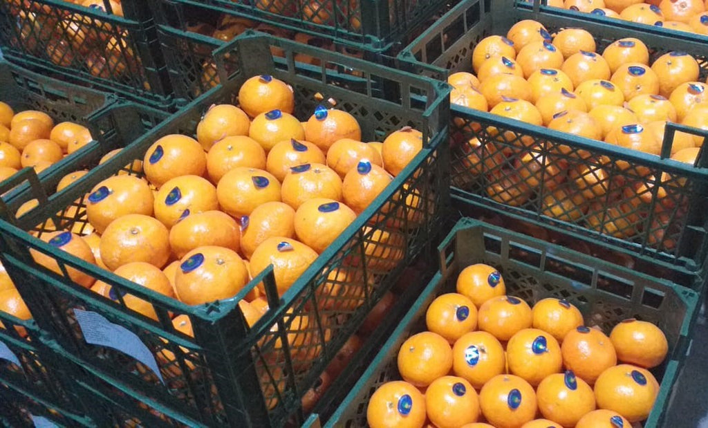 Egyptian Mandarin (Murcott Variety)
