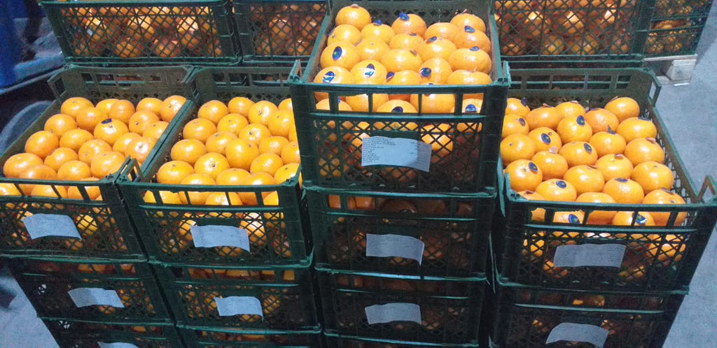 Egyptian Mandarin (Murcott Variety)
