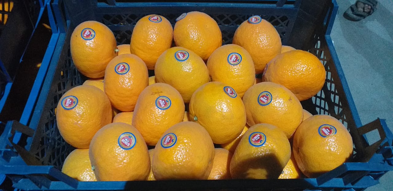 Egyptian Mandarin (Murcott Variety)