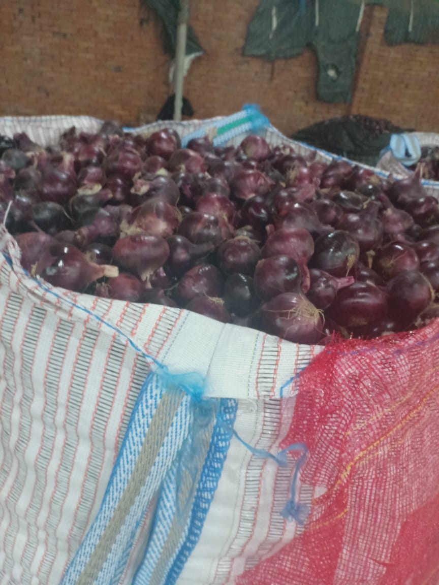 Egyptian Onion