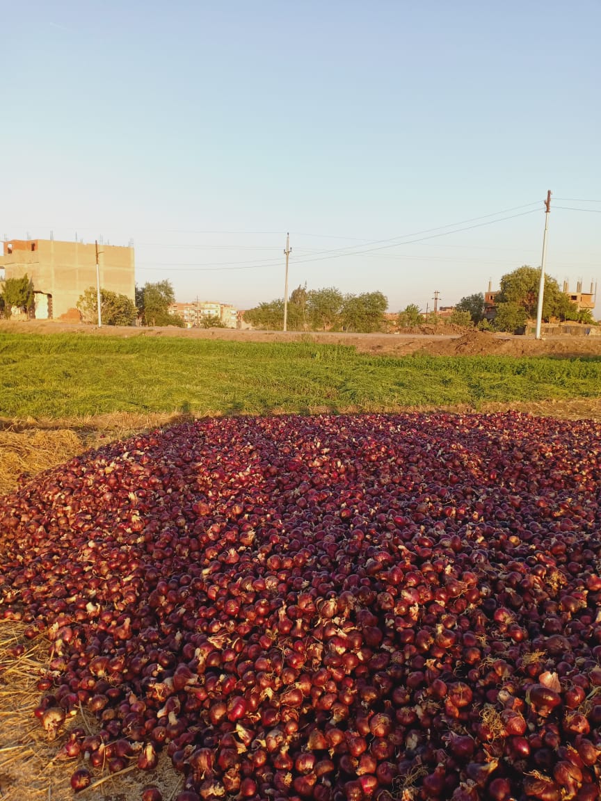 Egyptian Onion