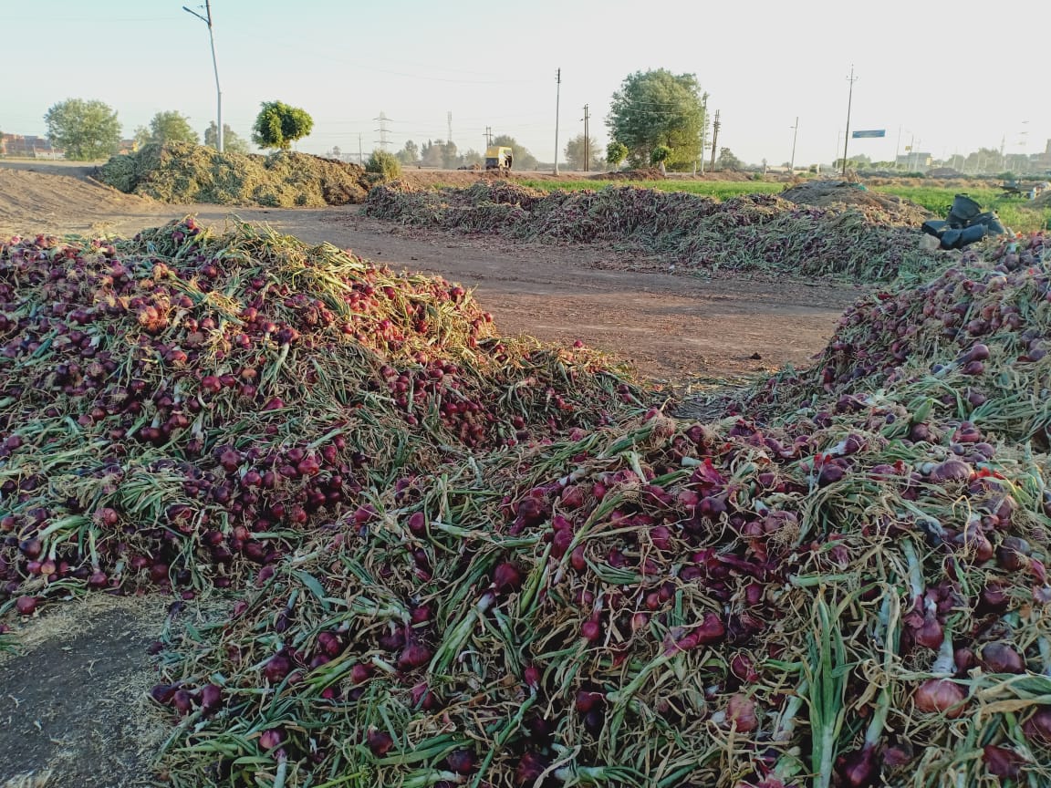 Egyptian Onion
