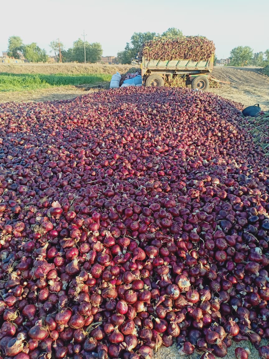 Egyptian Onion