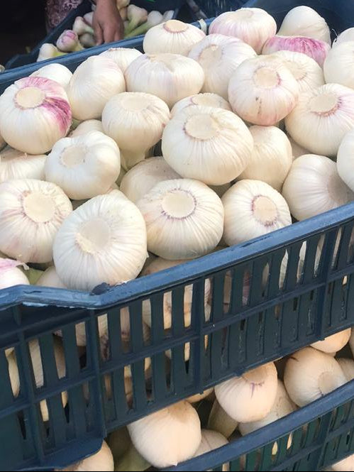 Egyptian Garlic