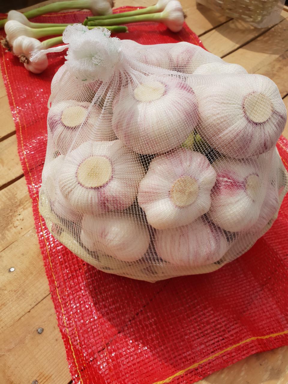 Egyptian Garlic