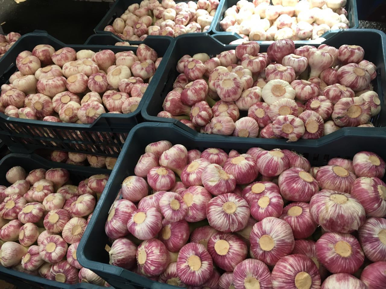 Egyptian Garlic