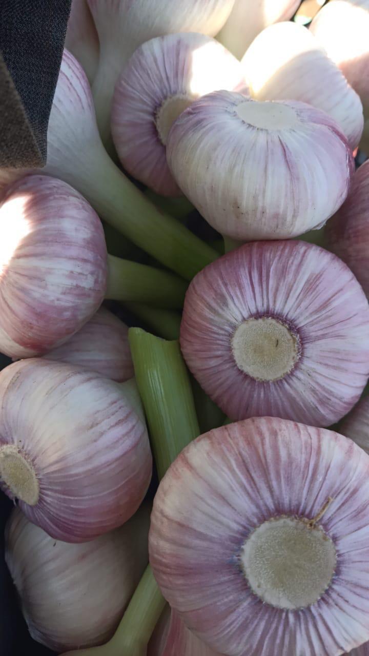 Egyptian Garlic