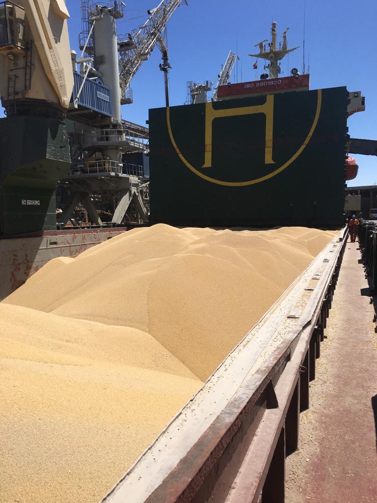Brazilian Yellow Corn – Animal Feed Grade (GMO)