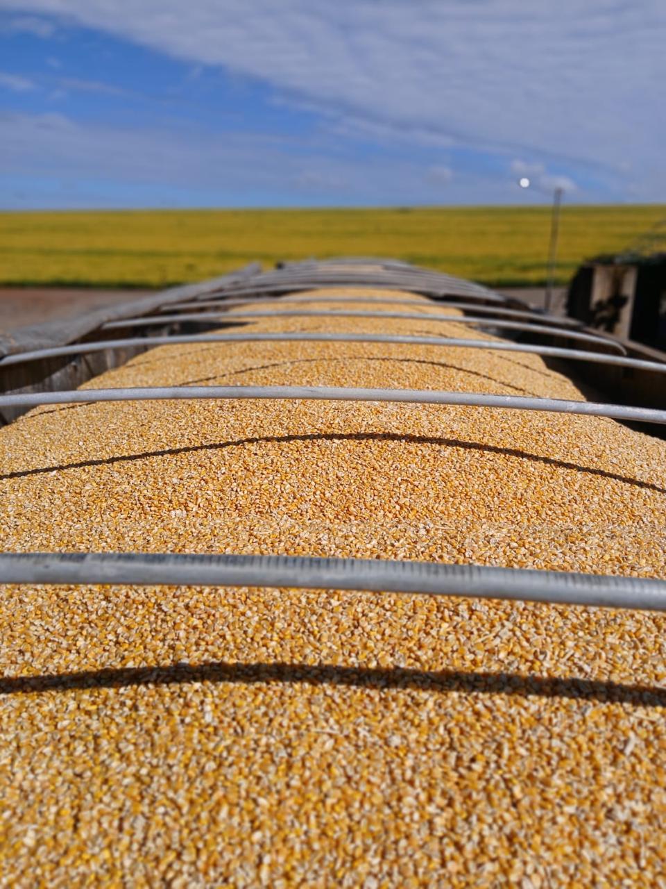 Brazilian Yellow Corn – Animal Feed Grade (GMO)