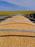 Brazilian Yellow Corn – Animal Feed Grade (GMO)