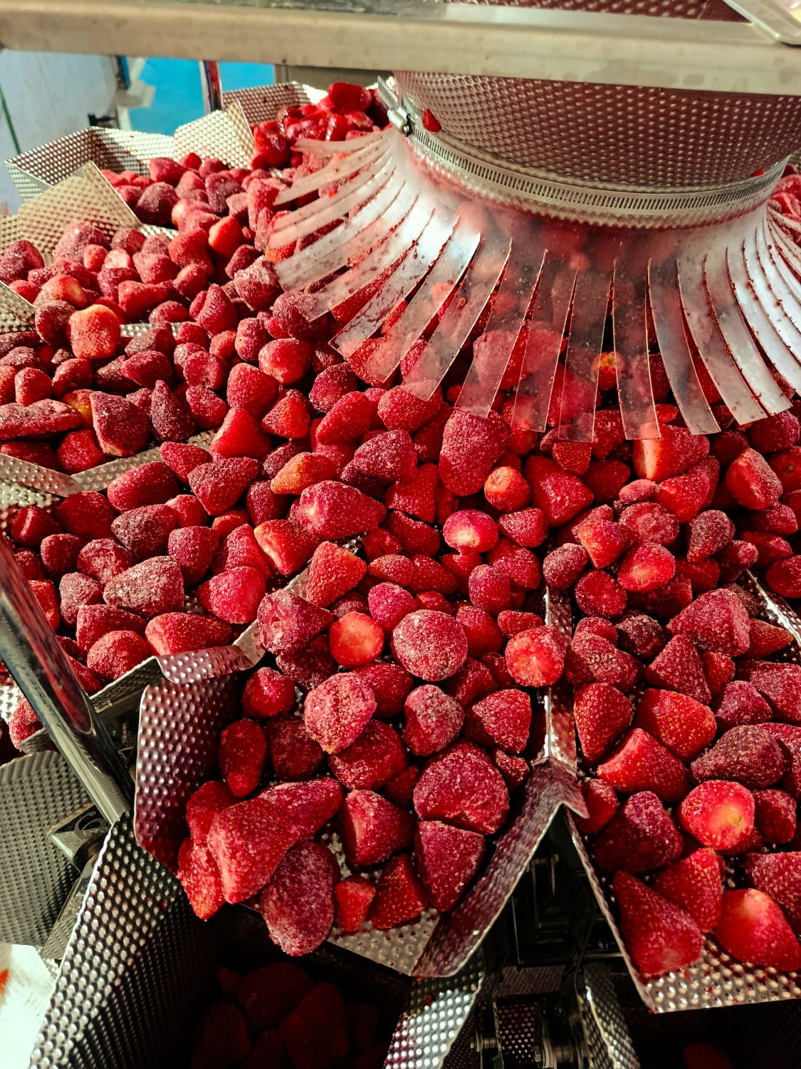 Strawberries Frozen IQF