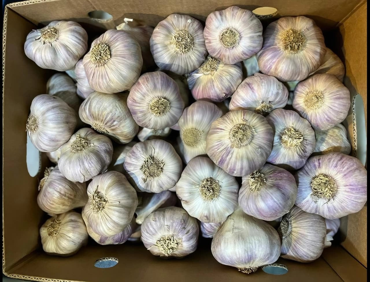 Egyptian Garlic