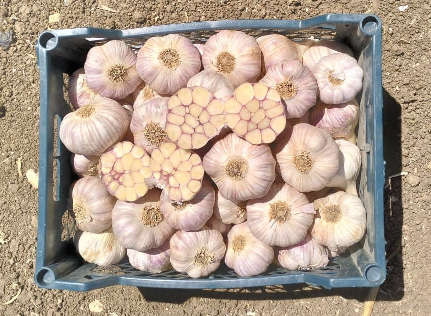 Egyptian Garlic