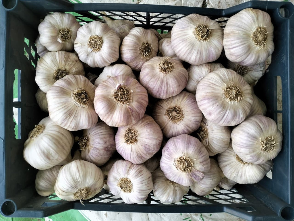 Egyptian Garlic