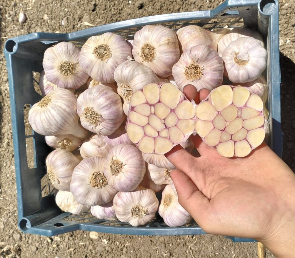 Egyptian Garlic