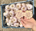 Egyptian Garlic