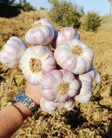 Egyptian Garlic