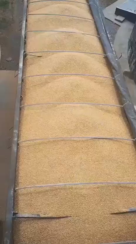 Brazilian Yellow Corn – Animal Feed Grade (GMO)