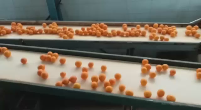 Egyptian Oranges