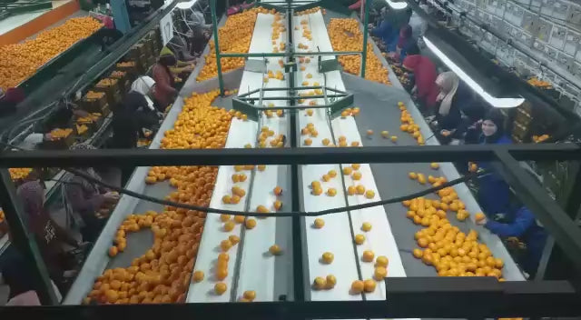 Egyptian Oranges