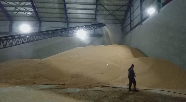 Brazilian Yellow Corn – Animal Feed Grade (GMO)